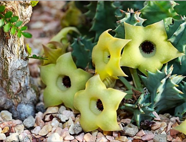 Huernia bayeri
